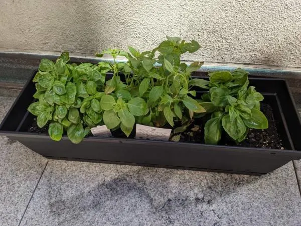 Why Is Basil Not Growing 2