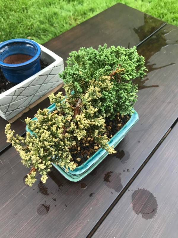 Why Is My Bonsai Turning Yellow 2