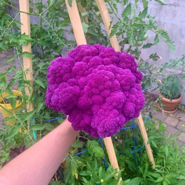 Why Is My Cauliflower Purple 2