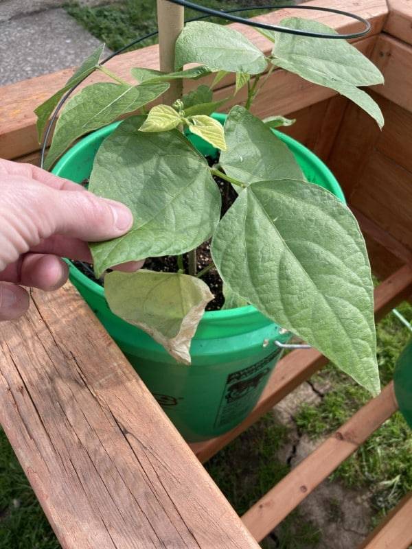 Why Is My Green Bean Plant Turning Yellow 1