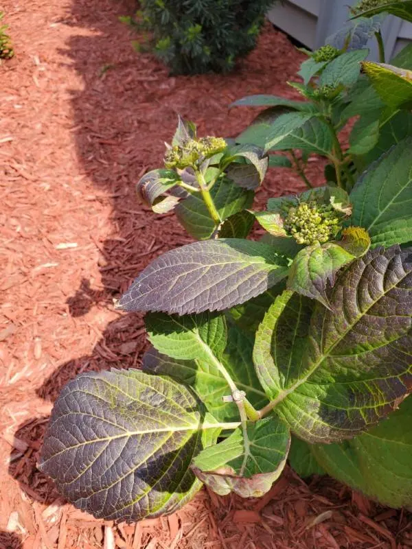 Why Is My Hydrangea Wilting