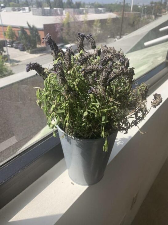 Why Is My Lavender Plant Drooping? 4 Common Reasons!