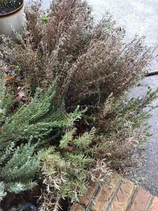 Why Is My Lavender Turning Brown 1