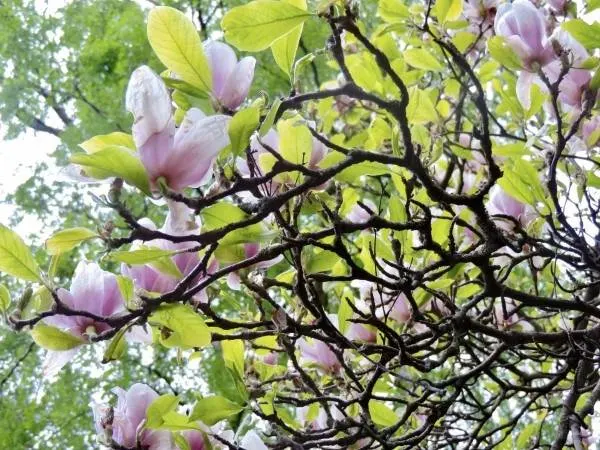 Why Is My Magnolia Tree Blooming In September