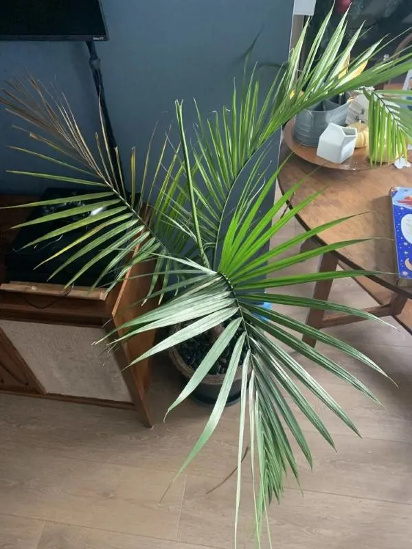 Why Is My Majesty Palm Dying 1