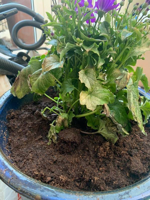 Why Is My Senetti Plant Dying 2