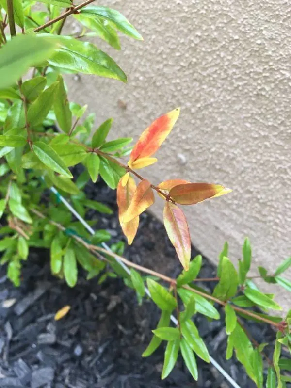 Why Pomegranate Leaves Turn Yellow 1