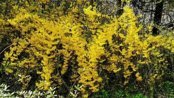 Why Wont My Forsythia Bloom 2