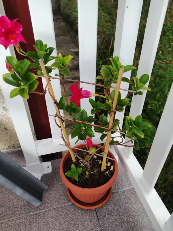 Why are the leaves on my Mandevilla turning yellow It is always better to check the soils moisture level before watering