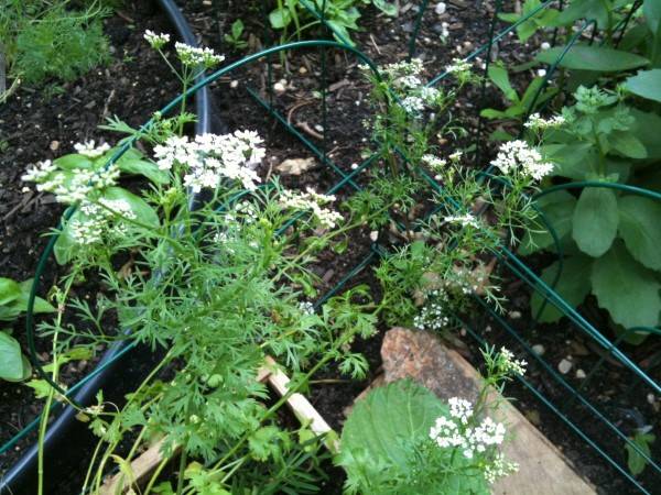 Why is My Cilantro Flowering