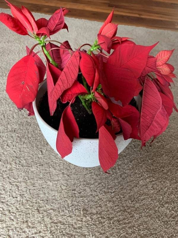 Why is My Poinsettia Wilting 2