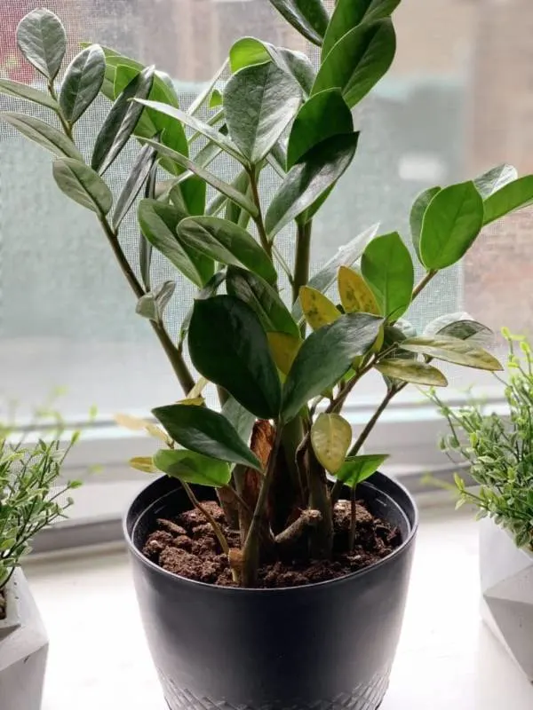 Why is my ZZ plant turning yellow 768x1024 1