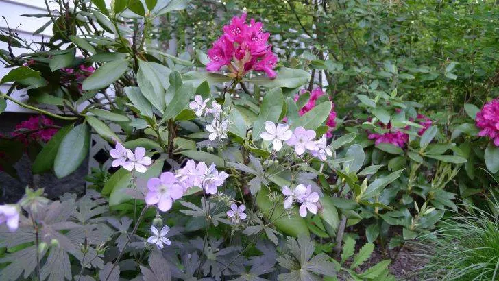 Wild Geranium Ground Cover Plants to Grow in Michigan