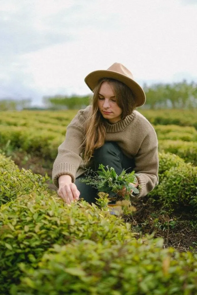 Woman Collecting Sprouts from Green Bushes