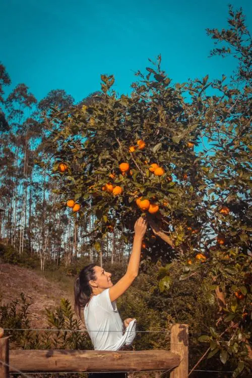 Woman Getting Orange From Tree 1