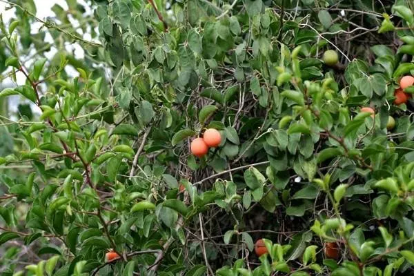 Ximenia Vegetables That Start With X