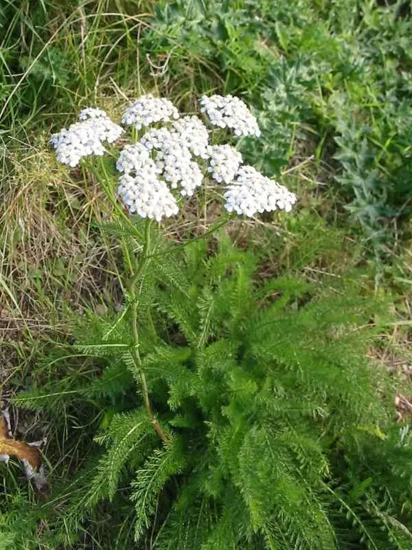 Yarrow Vegetables That Start with Y