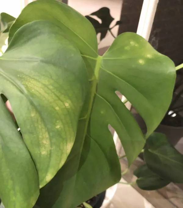 Yellow spots and fading found on my monstera deliciosa leaf