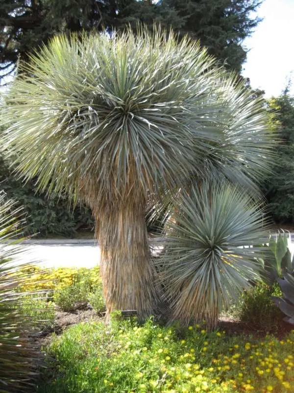Yucca rostrata How Big Do Succulents Get