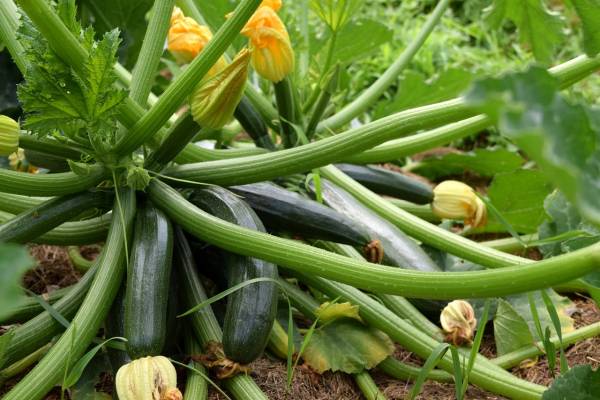 Zucchini Growing Stages