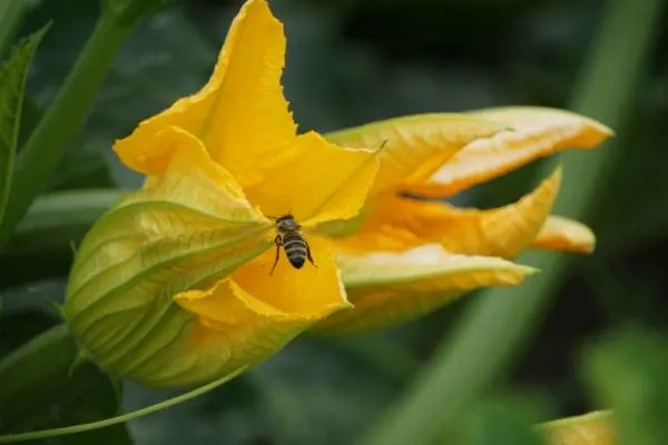 Zucchini flower pollination Zucchini Growing Stages