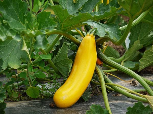 Zucchini fruit growth Zucchini Growing Stages