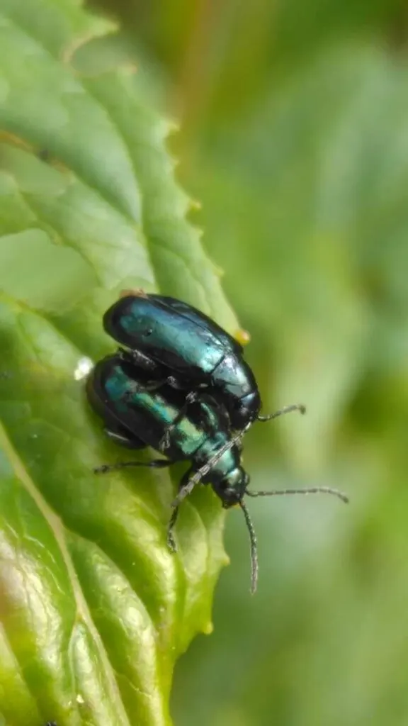 leaf beetles What Animals Eat Hostas