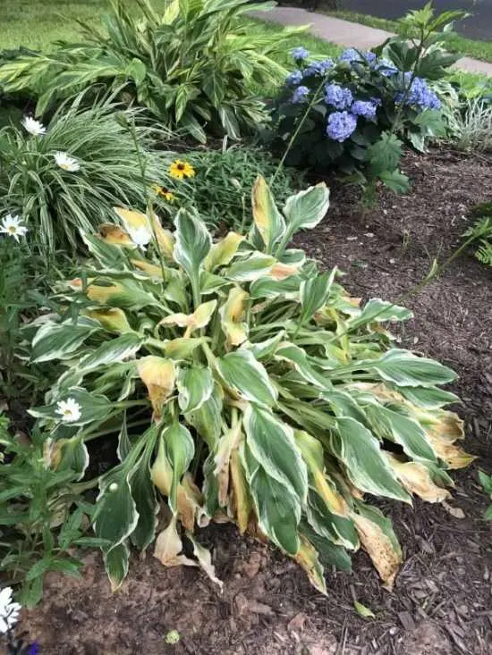 why all of our hostas would be turning yellow