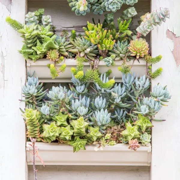 A different take on a rain gutter garden