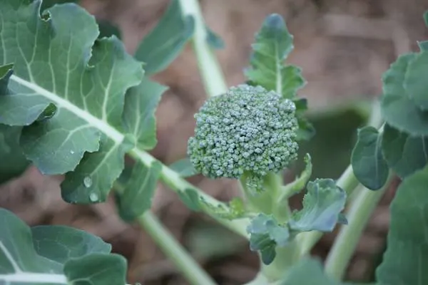 Baby broccoli growing in the veggie patch Broccoli Plant Growing Stages