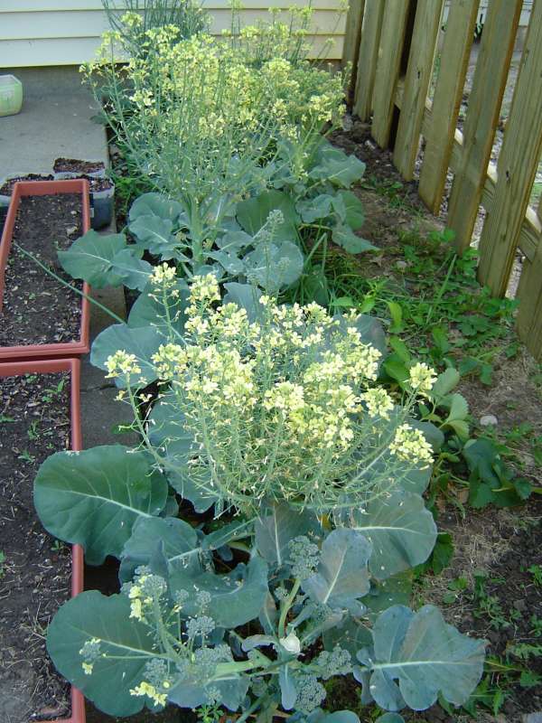 Broccoli Plant Growing Stages 1