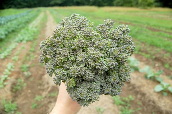 Harvesting broccoli Broccoli Plant Growing Stages
