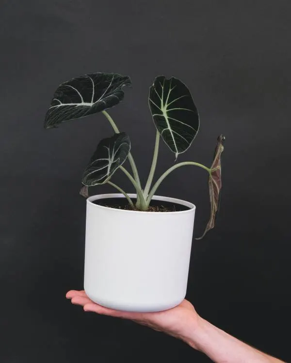 How to Take Proper Care of Your Alocasia Reginula