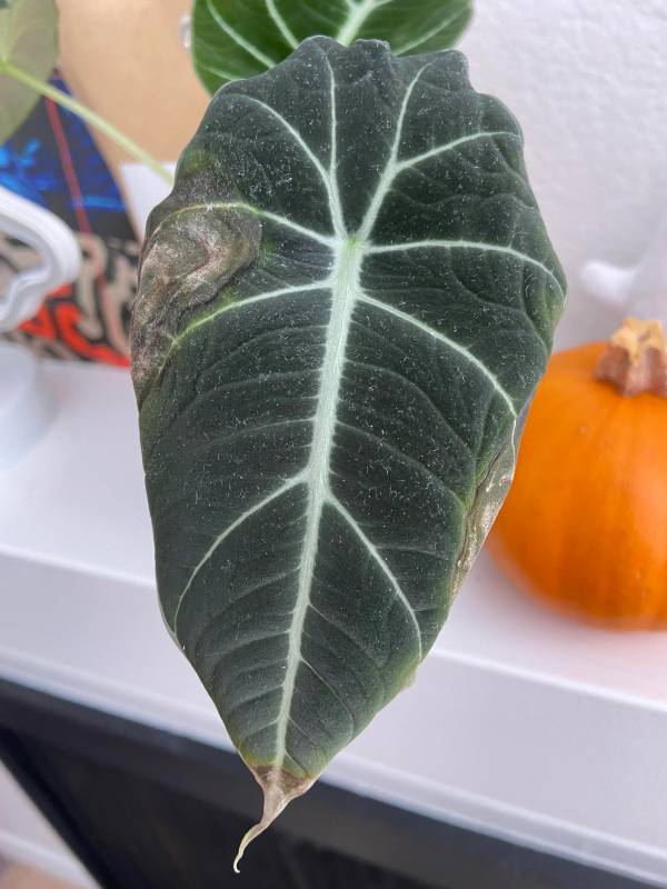 Whats wrong with this alocasia reginula black velvet