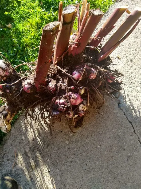 How To Tell If Canna Bulbs Are Dead