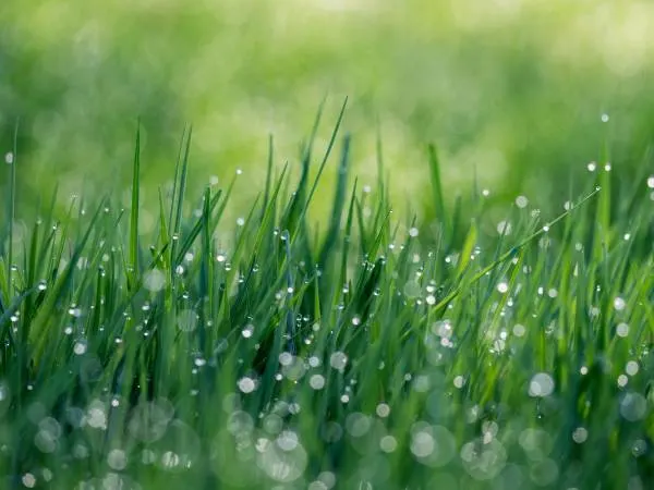 How to Maintain Your Hydro Seeded Lawn