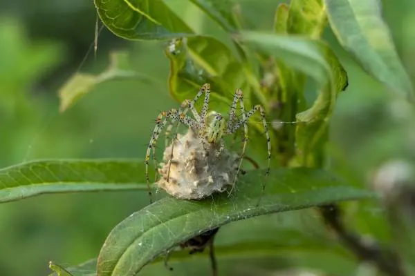 Lynx Spider Egg