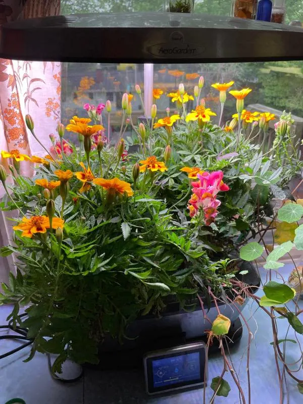 Maridgold Nasturtium Companion Planting