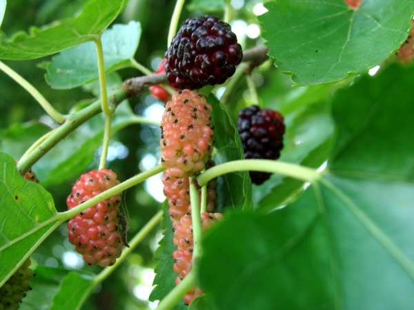 Mulberry fruit Why Are Mulberry Trees Illegal