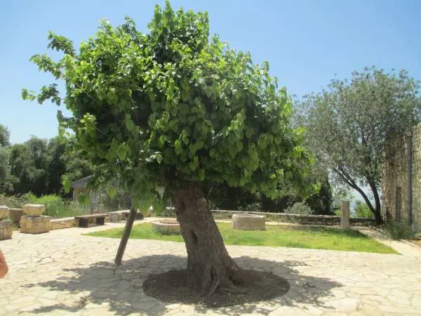 Old mulberry tree in Kibbutz Hanita