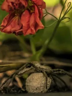 Spider Eggs in Plant Soil