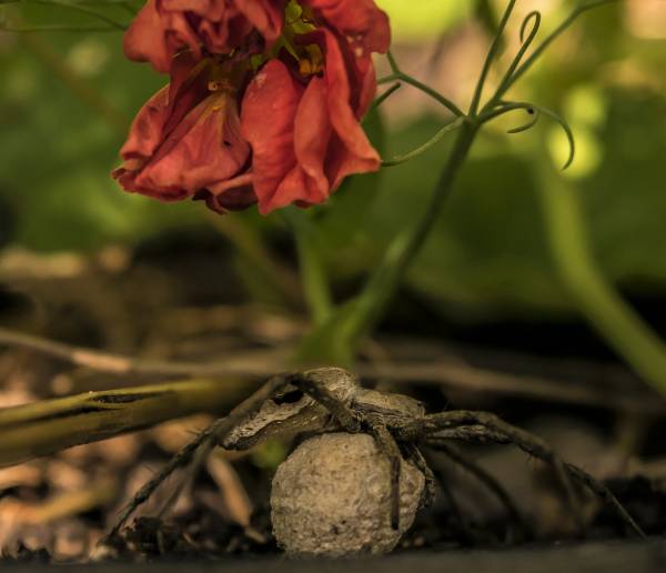 Spider Eggs in Plant Soil