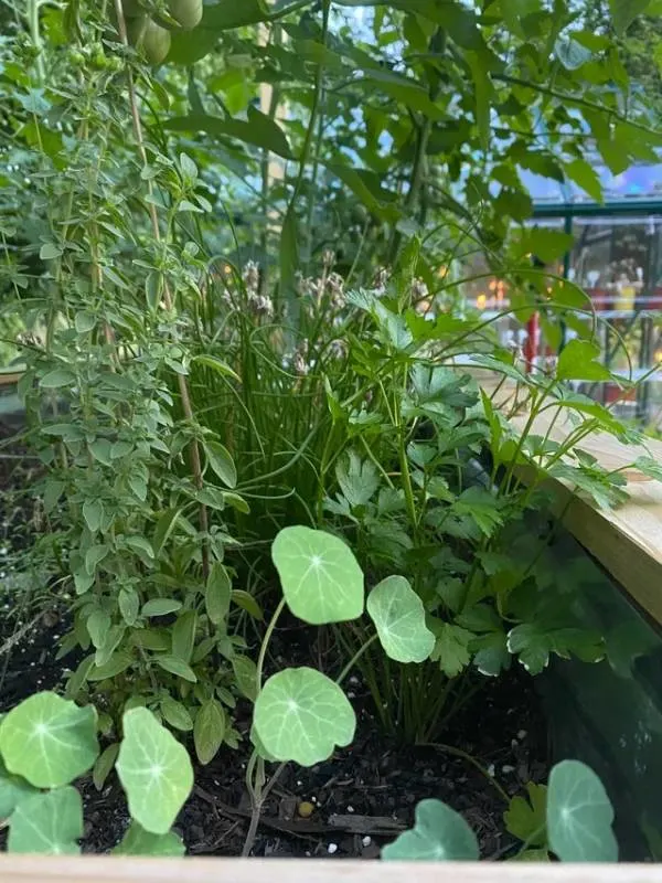 Tomato Nasturtium Companion Planting