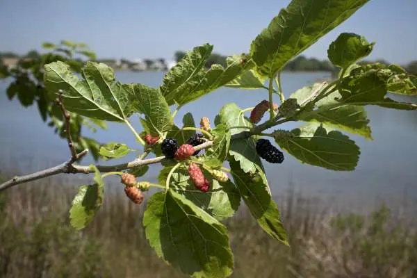 Why Are Mulberry Trees Illegal