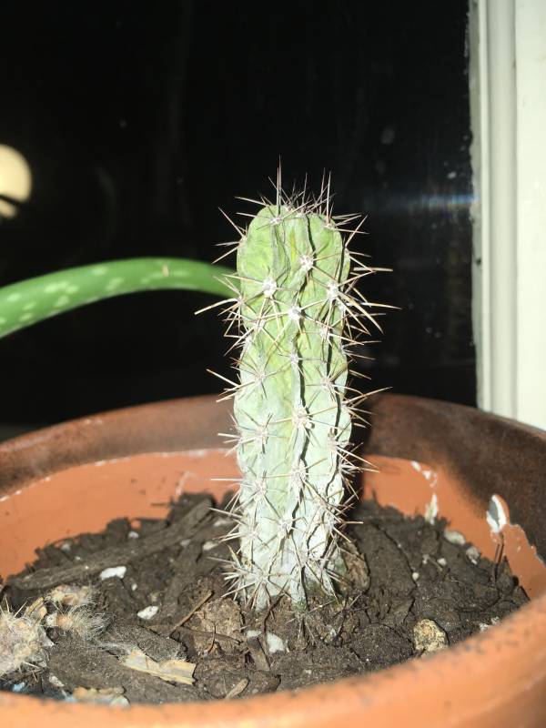 Can someone tell me what to do about this shriveling cactus
