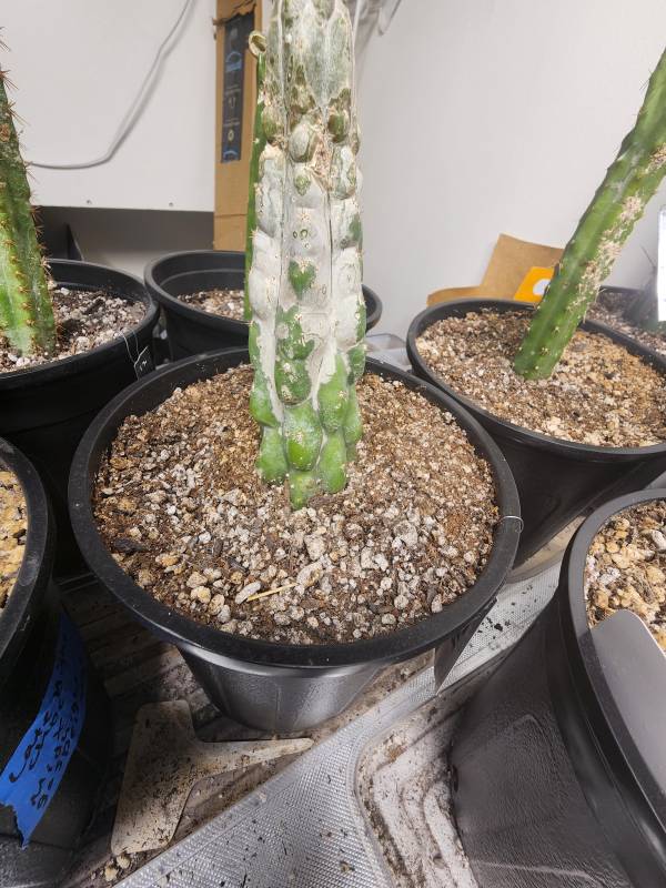 How to Tell If a Cactus Is Dead It Is Covered in Mold or Fungus