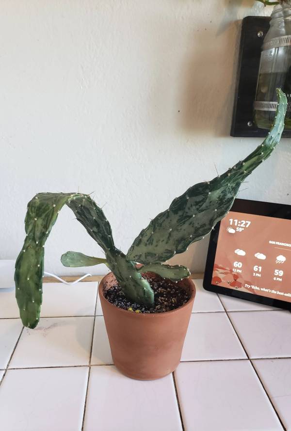 How to Tell If a Cactus Is Dead Leaves Drooping on Cactus Plant