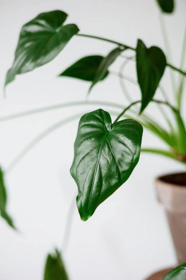 Juvenile Growth Phase Monstera Growth Stages