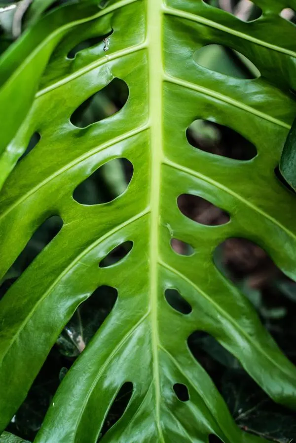 Leaf Fenestrations Phase Monstera Growth Stages