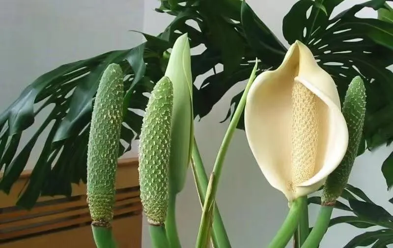 Mature Growth Phase Monstera Growth Stages